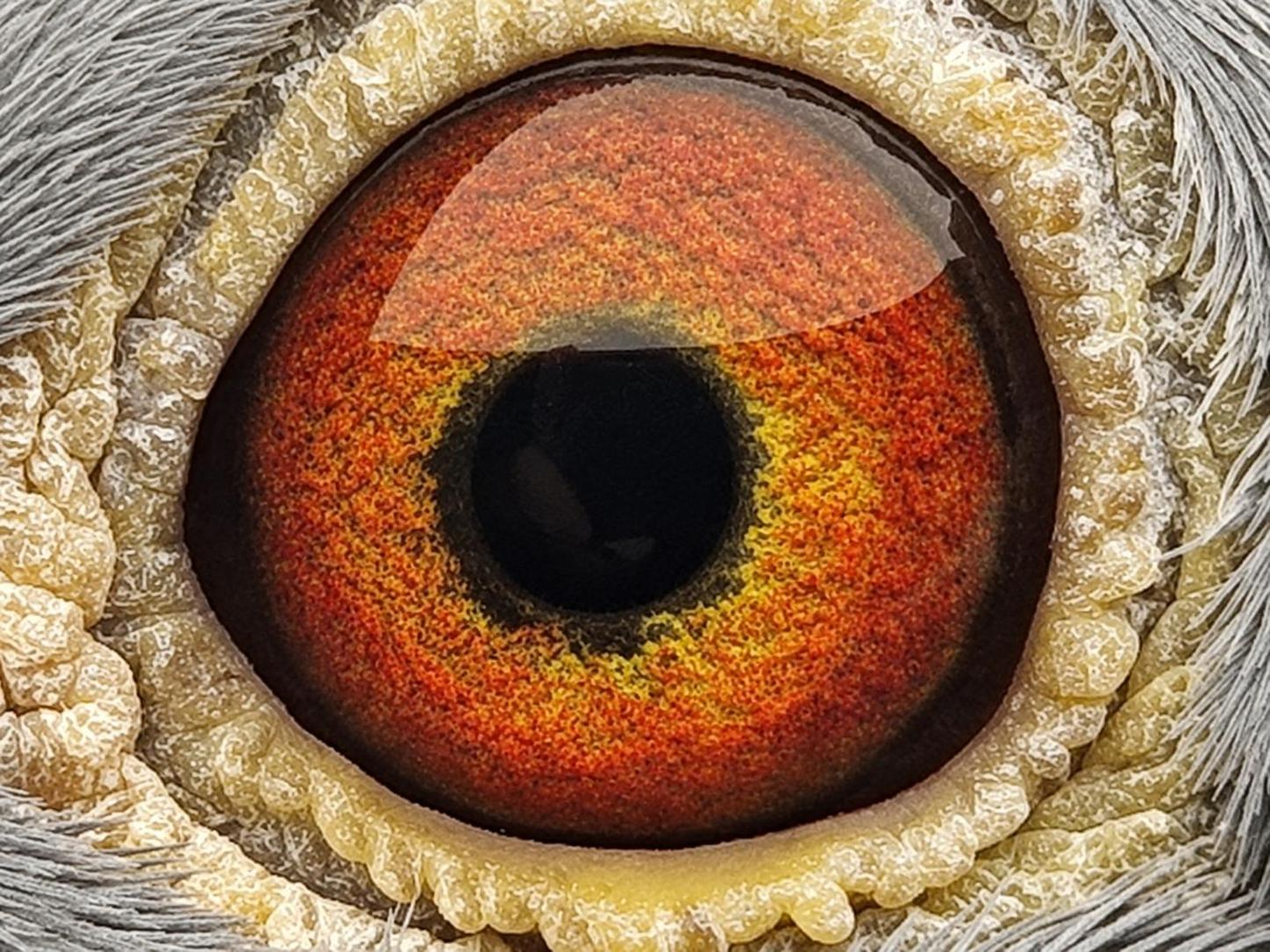 Pigeon eye